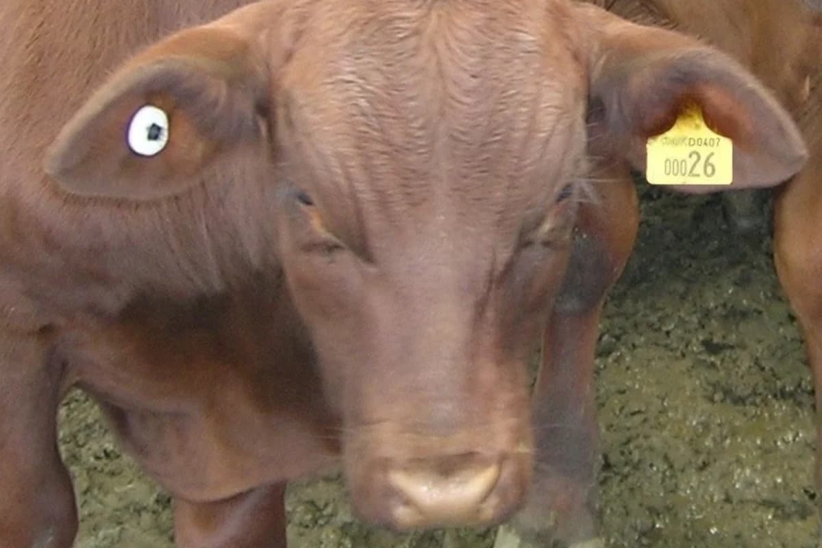 RFID livestock ear tag used for animal identification